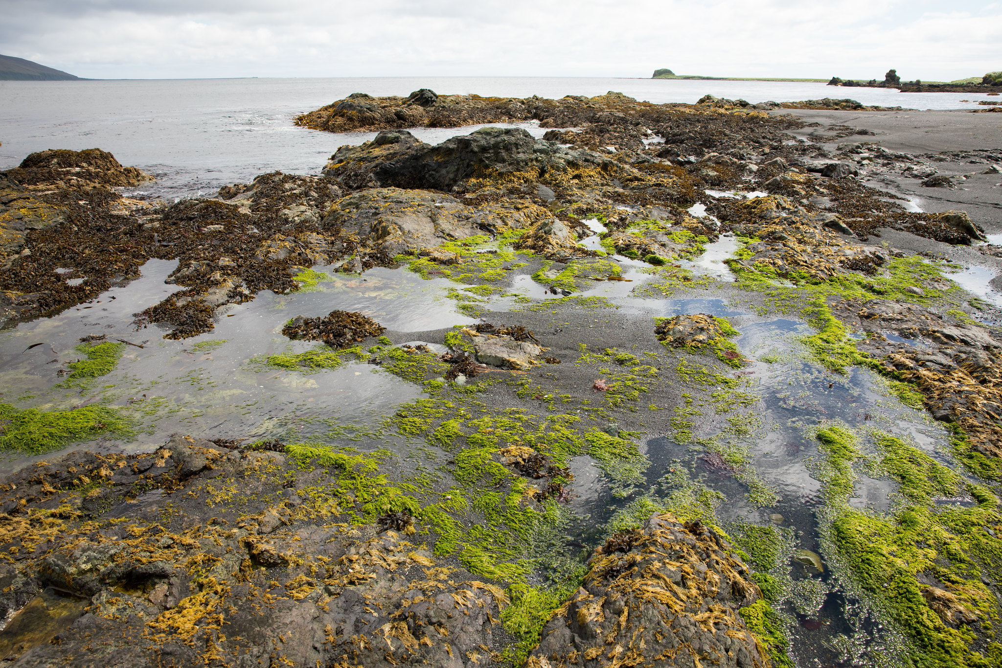 Piloting a new approach to monitoring harmful algae in the Bering Strait