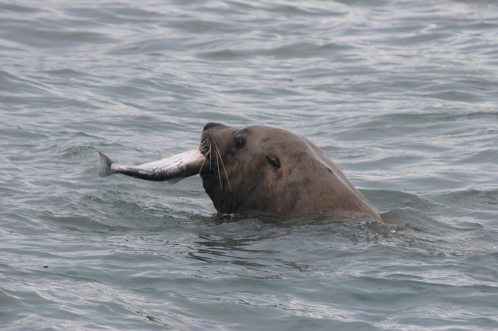 Connecting western science and Indigenous Knowledge from communities in Russia and Alaska to understand northward expansion by Steller Sea Lions
